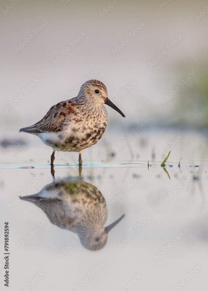 Dunlin - adult bird at a wetland on the spring migration Dunlin - adult bird at a wetland on the spring migration
