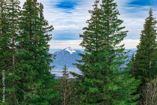 fir tree in the mountains. fir tree landscape with a mountain in the background. fir forest with a mountain in the background. fir tree landscape with a view of a mountain .pine tree forest