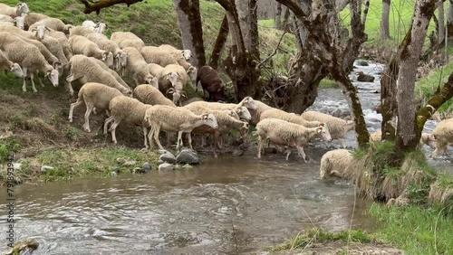 Moutons traversants une rivière 4K