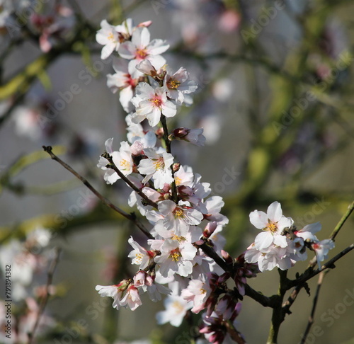 Mandelblüte