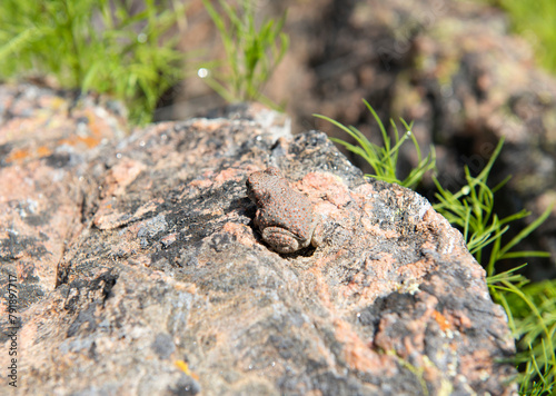 Frog on a Rock