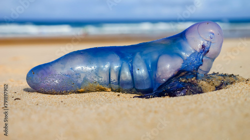 Atlantic coast: physalis, stinging jellyfish, wash up on the beaches.