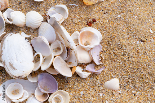 Group of shells of marine mollusks on the sand of the beach.