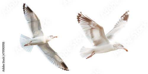 Beautiful seagull flying isolated on a transparent background 