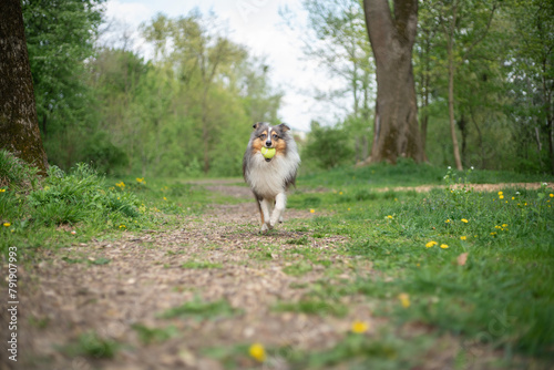 Cute fluffy gray tricolor dog shetland sheepdog. Happy active sheltie is running and playing with toy ball in park