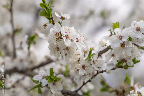 A blooming fruit tree in a spring garden