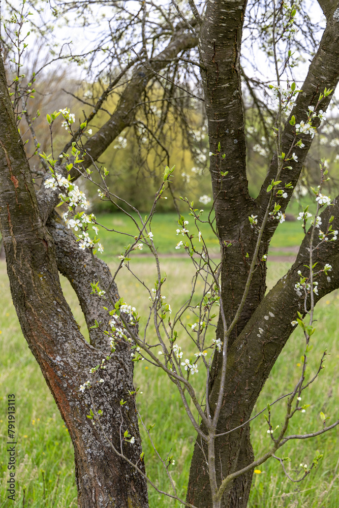 Branches of young plum blossomed in spring Branches of young plum blossomed in spring