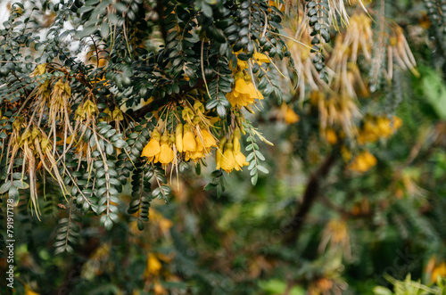 New Zealand Native Yellow Kowhai Flowers Close-Up