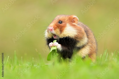 Cricetus cricetus European hamster rodent eurasian black-bellied common grassland in fields of landscape cereal wheat region, beautiful eyes and fur, eats flower grass Europe