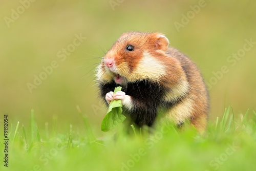 Cricetus cricetus European hamster rodent eurasian black-bellied common grassland in fields of landscape cereal wheat region, beautiful eyes and fur, eats flower grass Europe photo