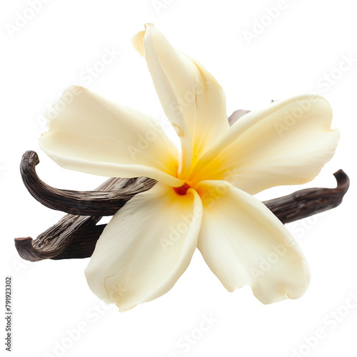 A white vanilla flower with a sticks isolated on white or transparent background, png clipart, design element. Easy to place on any other background.