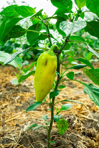A small yellow pepper grows on a green bush