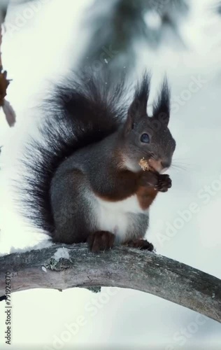 Black squirrels are a melanistic subgroup of squirrels with black coloration on their fur. photo