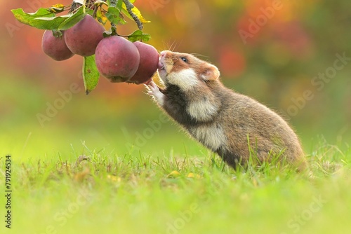 Fotografia Black-bellied european hamster Cricetus cricetus rodent eurasian common grasslan