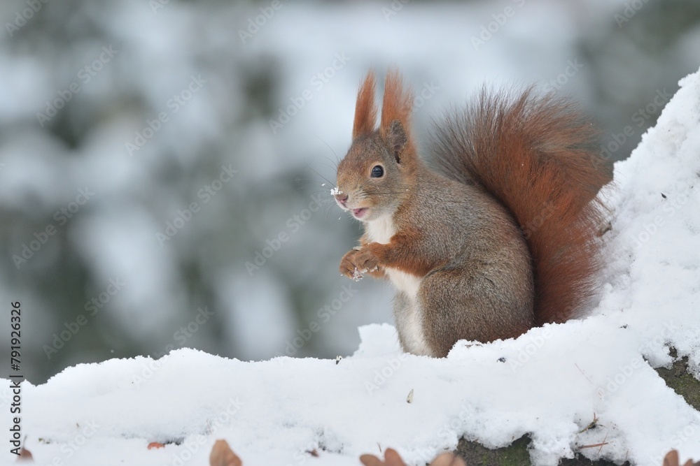 Red squirrel winter snow Sciurus vulgaris eurasian frost snowy cute darling forest meadow animal red rusty in nature eyes beautiful loving, tree filbert collect nuts ice village, jump big ears, Europe Red squirrel winter snow Sciurus vulgaris eurasian frost snowy cute darling forest meadow animal red rusty in nature eyes beautiful loving, tree filbert collect nuts ice village, jump big ears, Europe