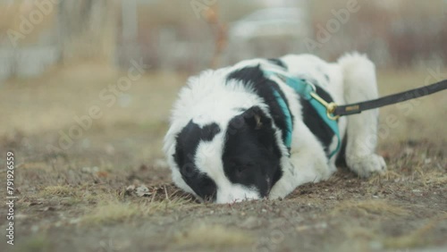 Black and white dog alabai happily walks on a leash, exploring its surroundings with curiosity and energy. photo