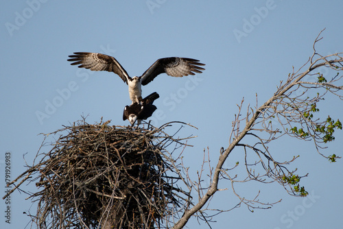 ospreys in a nest