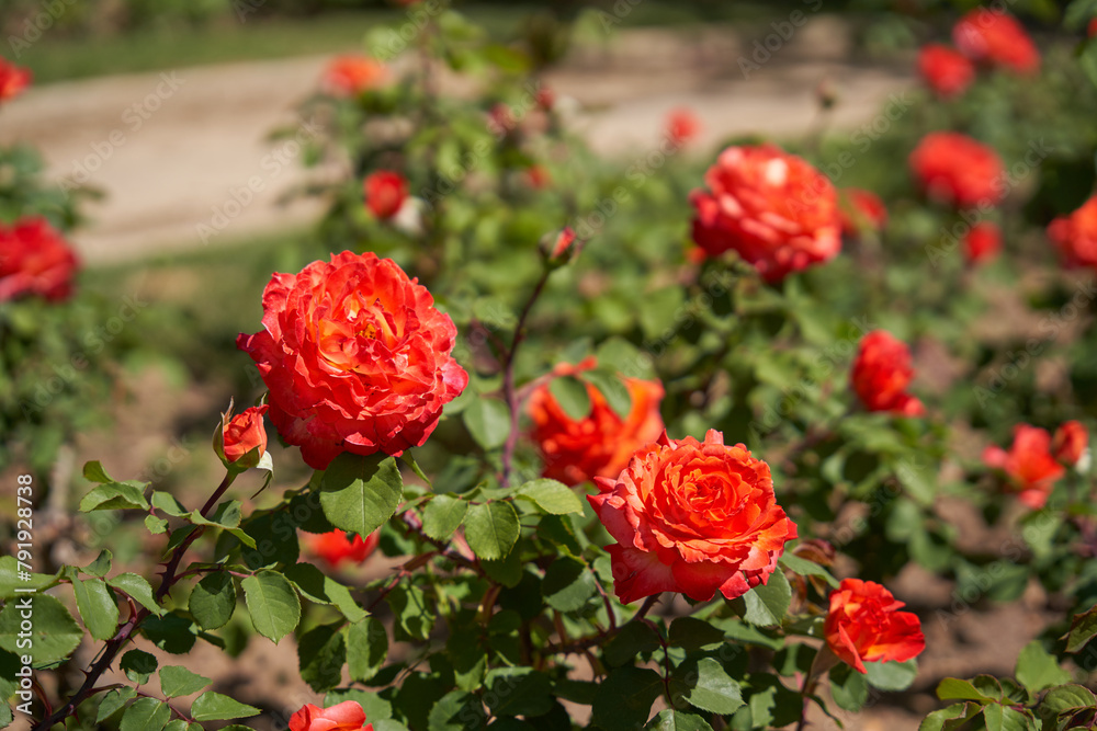 Rose bush with orange roses