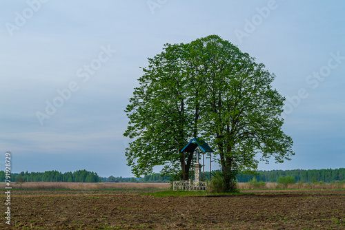 Kapliczka samotnie stojąca pod lipami na polach uprawnych © KoLesfot