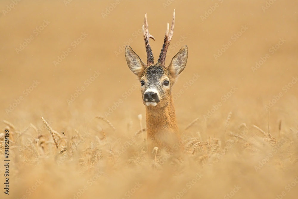 Φωτογραφία Roe deer wildlife Capreolus capreolus antlers fawn western roe deer male Europea