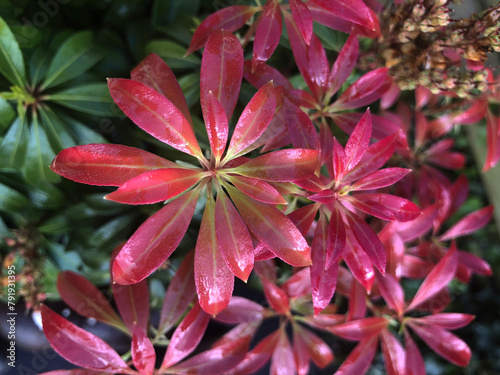 Red leaves of an evergreen plant in the garden