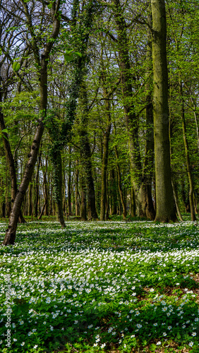 Poland Rewal Magic Forest with white flowers, nature garden, park