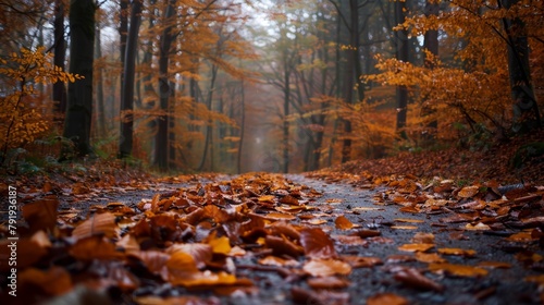 crisp autumn leaves cover the path in a dense forest photo
