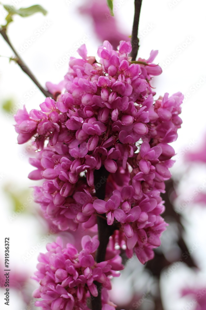 A newly bloomed judas-tree in a rainy spring weather A newly bloomed judas-tree in a rainy spring weather