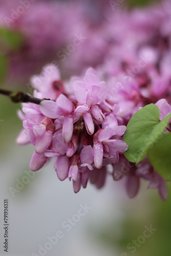 A newly bloomed judas-tree in a rainy spring weather