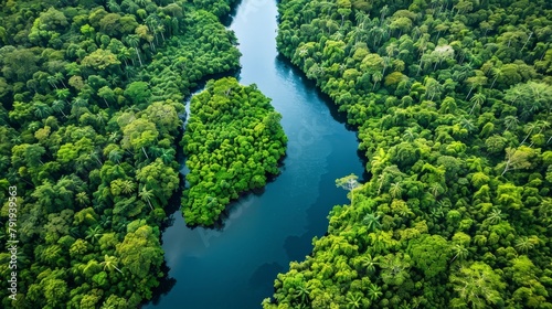 An aerial view of a lush green rainforest with a river flowing through it.