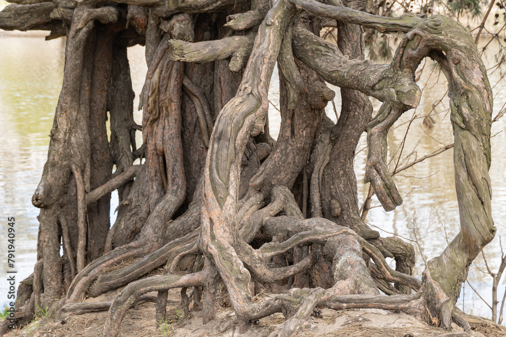 Many twisted roots of old tree. Large trunk of fantasy plant growth in nature. Magicals brown branch and bark grow high above the ground. Root spreading out beautiful. Tree gazing. Natural background