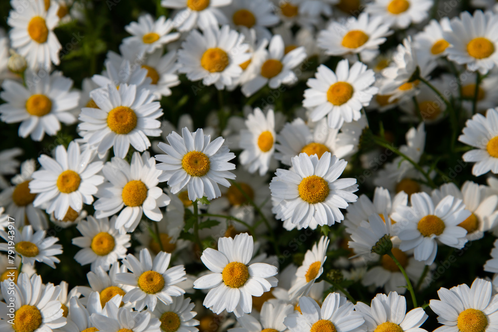 Fototapeta premium View of the white aster flowers in the park