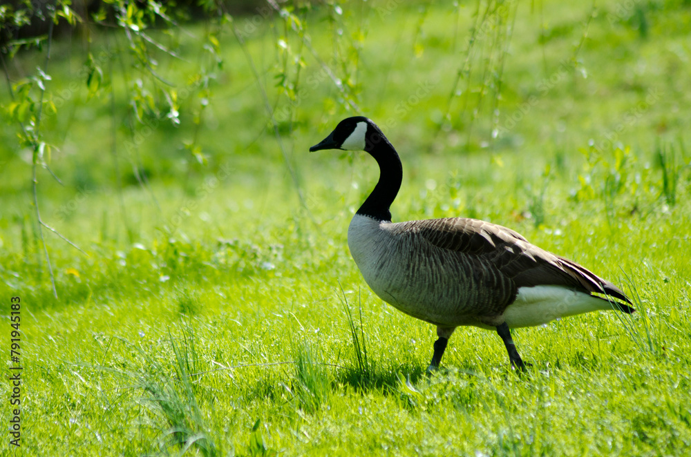 Strolling Goose