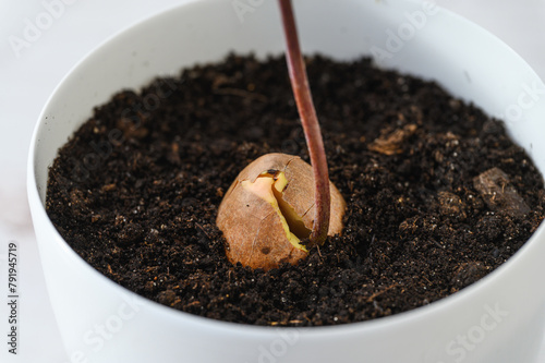 Close-up of an avocado seed with sprouted sprout in a pot.