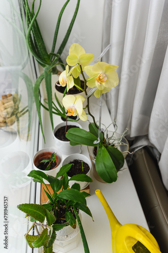 House plants on the windowsill in the room.