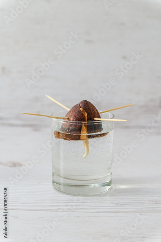 Close-up of the root from a sprouted avocado plant growing in a glass.