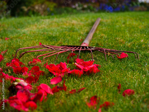 Rake on lawn with fallen rose petals