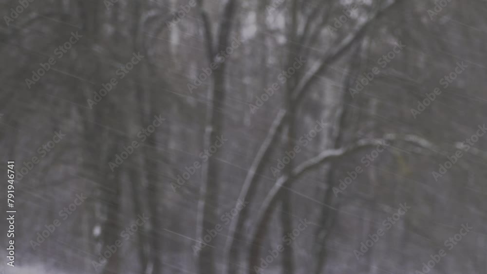 A blurry background, snow flies against the backdrop of dark trees. A blurry background, snow flies against the backdrop of dark trees.
