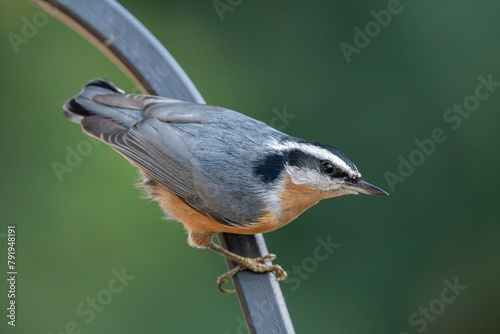 Fotografie Red-breasted Nuthatch