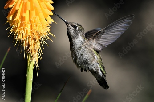 Anna Hummingbird photo