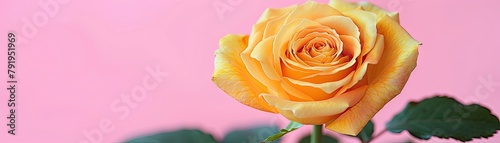 A vibrant yellow rose against a soft pink background photo