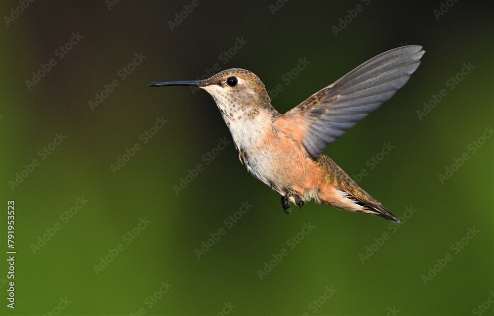 Fototapeta premium ruby hummingbird