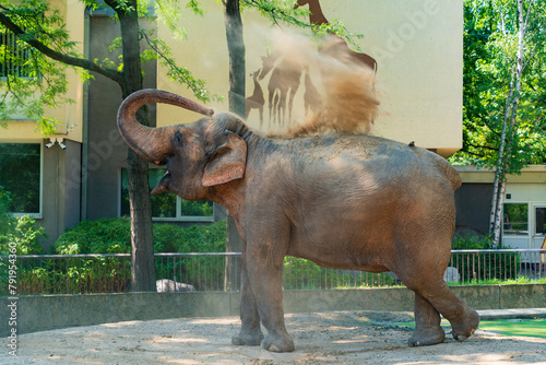 Elephant in Berlin Zoo in Germany