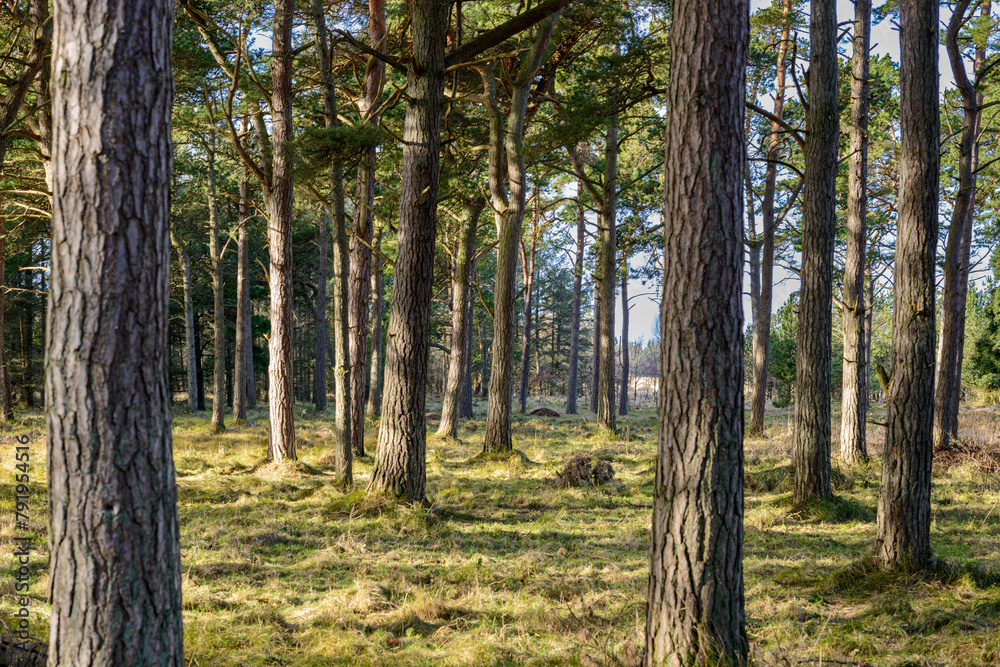 Obraz premium pine trees in the forest