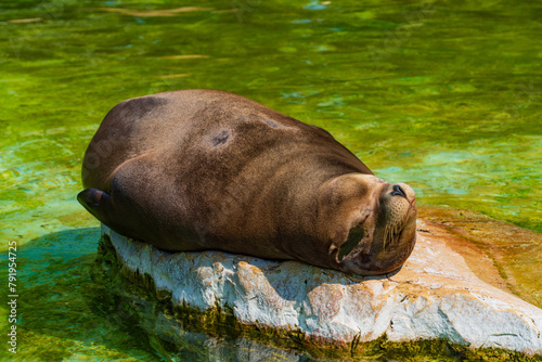 A seal in Berlin Zoo in Germany