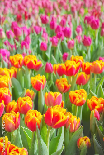 Field of tulips  natural colorful background  selective focus.