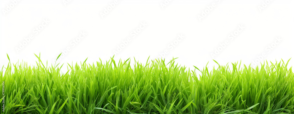 green grass isolated on white background stock photo сreated with Generative Ai green grass isolated on white background stock photo сreated with Generative Ai