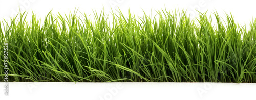 green grass isolated on white background stock photo сreated with Generative Ai