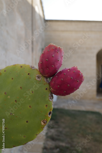 edible cactus 