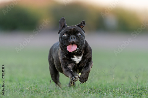 Close up photo of a French bulldog running © feeferlump